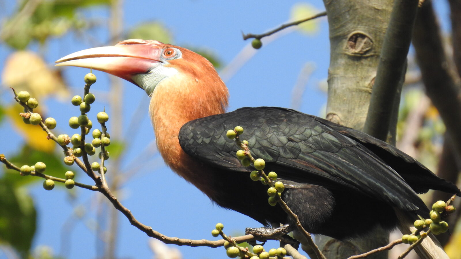 Narcondam Hornbill