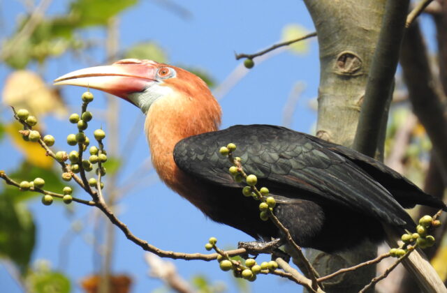 Narcondam Hornbill