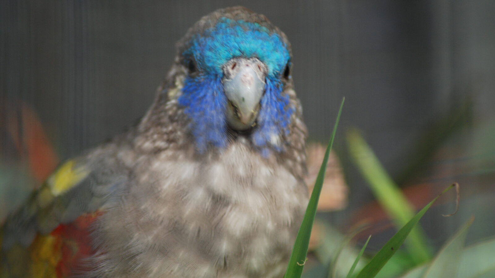Naretha Bluebonnet