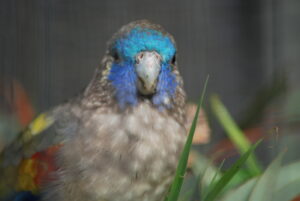 Naretha Bluebonnet