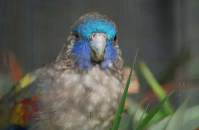 Naretha Bluebonnet