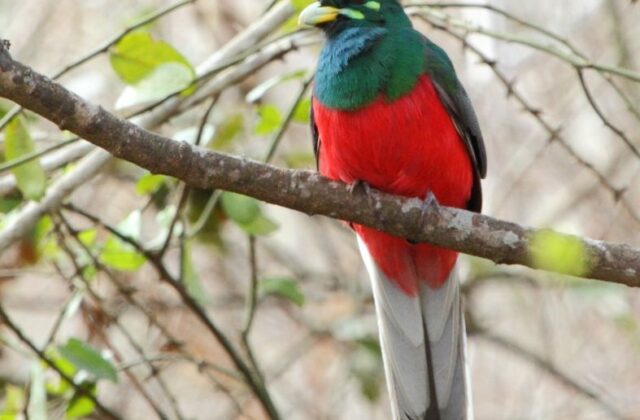 Narina Trogon
