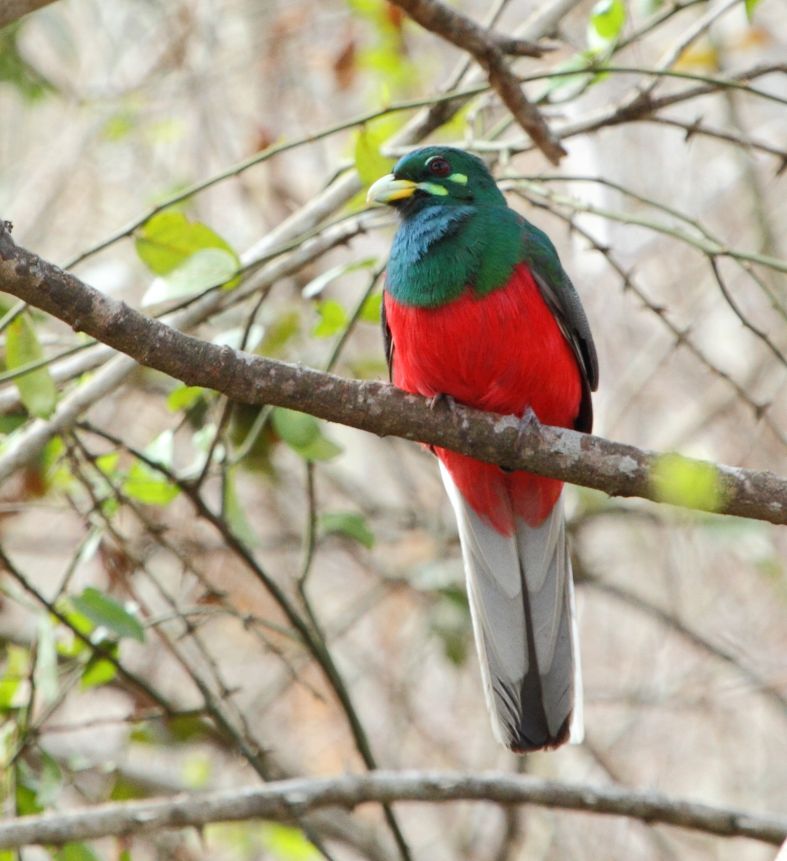 Narina Trogon