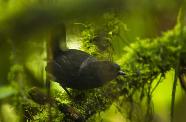Narino Tapaculo