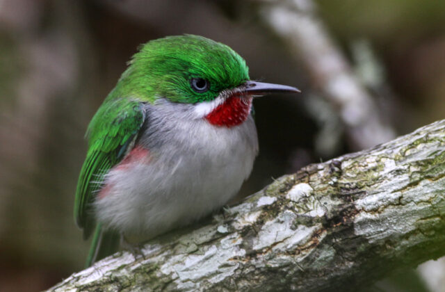 Narrow-billed Tody