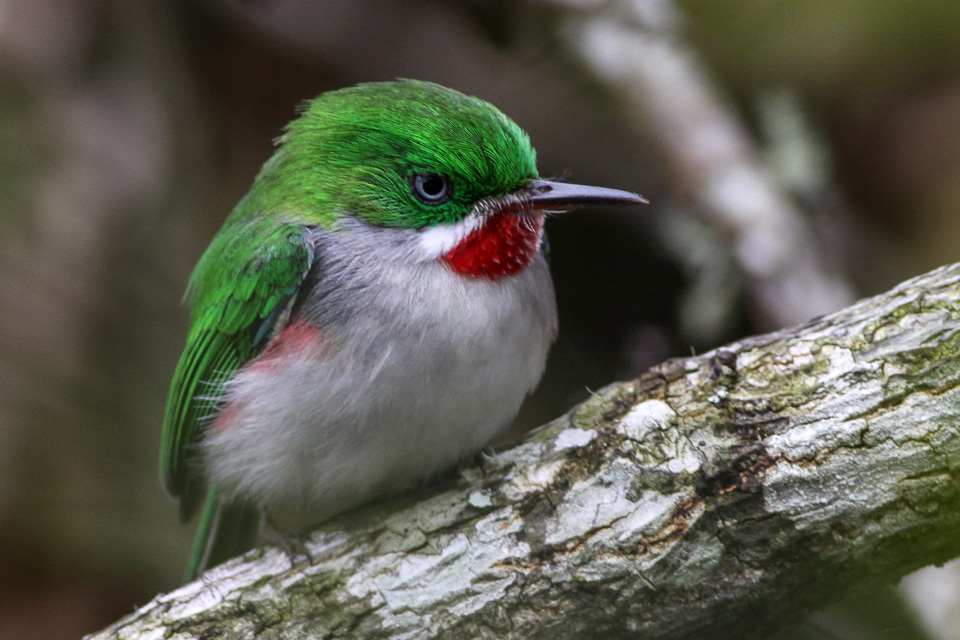 Narrow-billed Tody