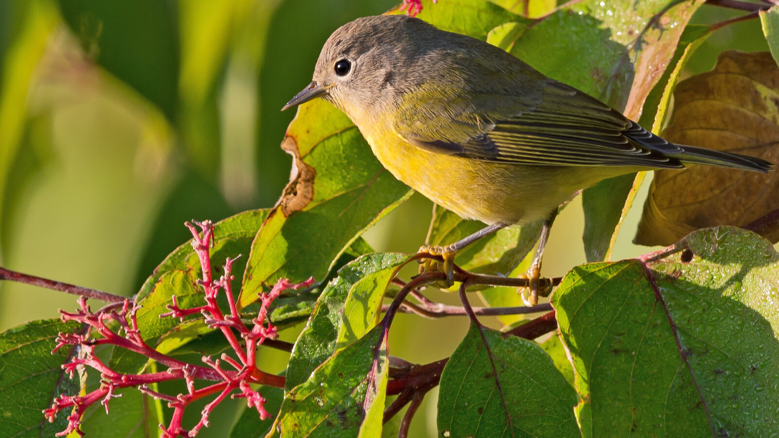 Nashville Warbler