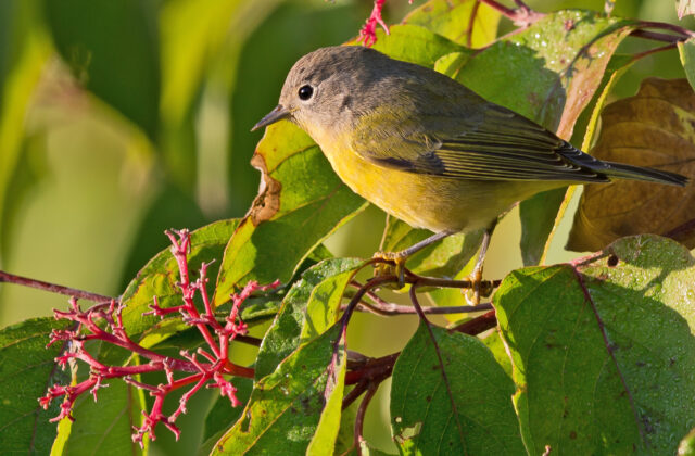 Nashville Warbler