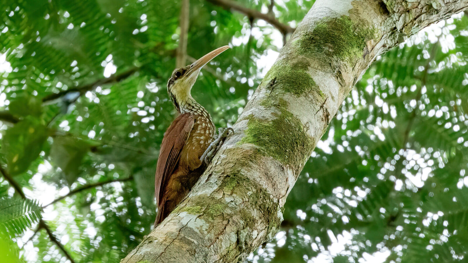 Long-billed Woodcreeper