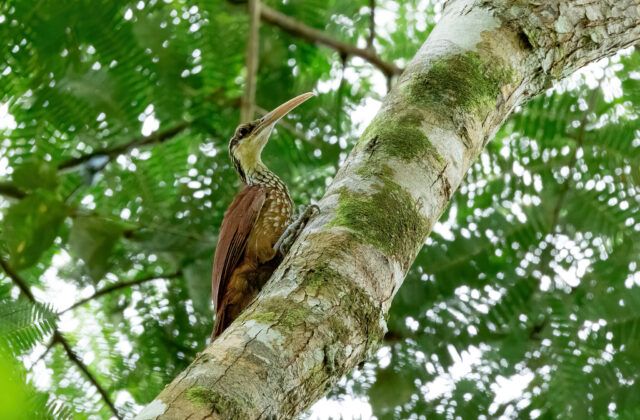 Long-billed Woodcreeper