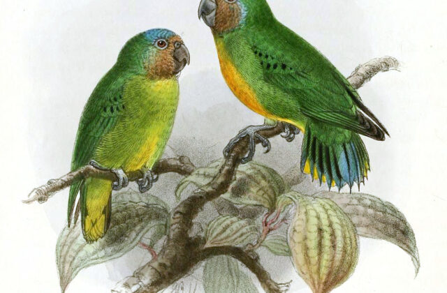 Geelvink Pygmy Parrot