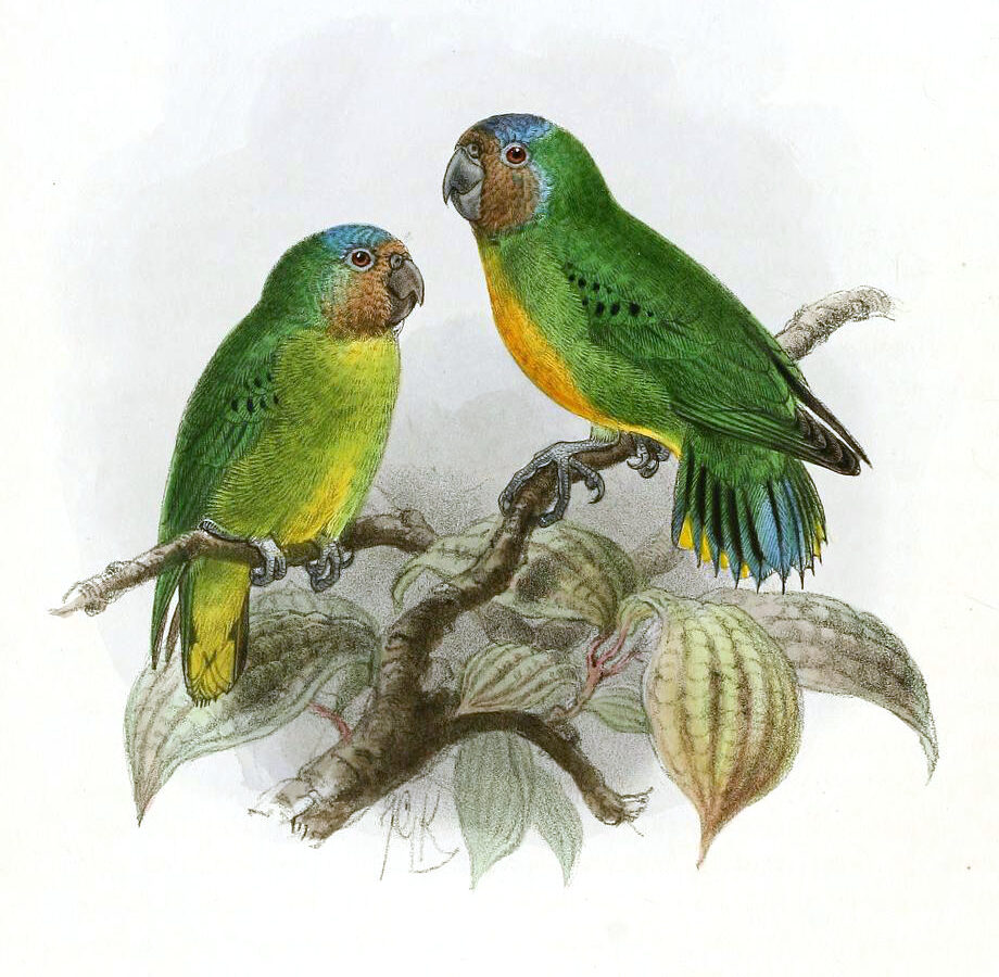 Geelvink Pygmy Parrot