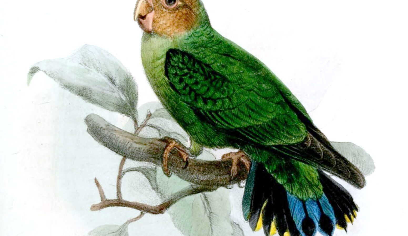 Buff-faced Pygmy Parrot
