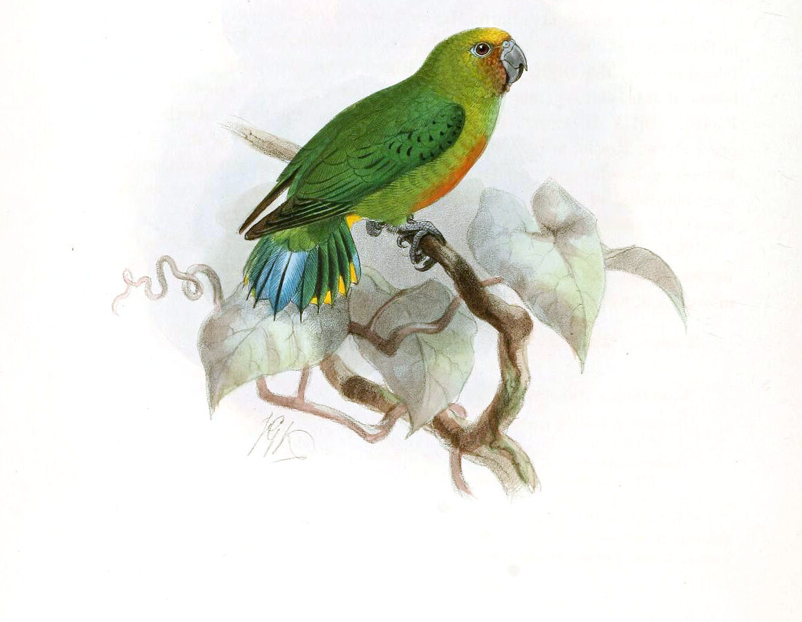 Yellow-capped Pygmy Parrot