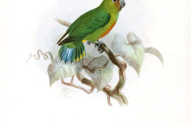 Yellow-capped Pygmy Parrot