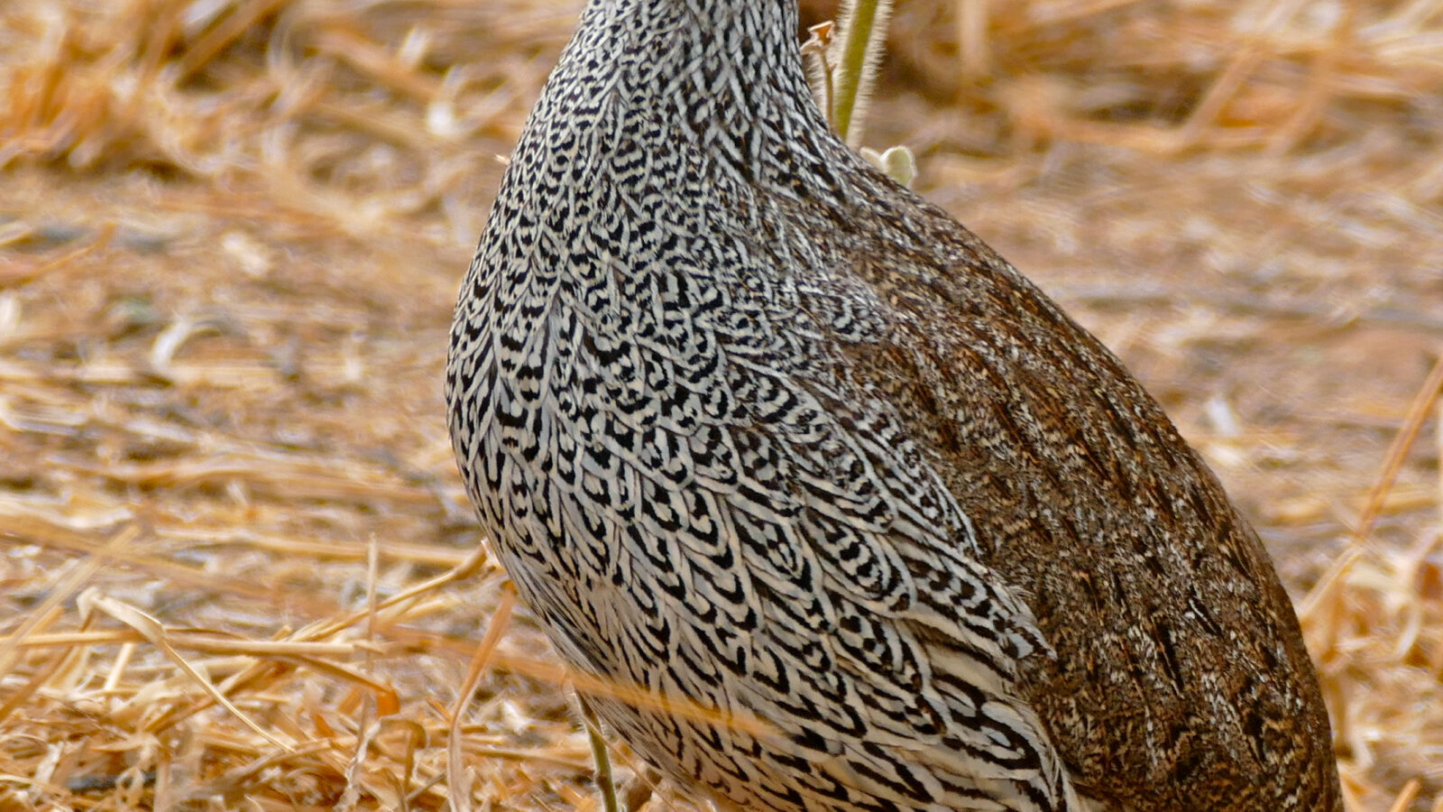Natal Spurfowl
