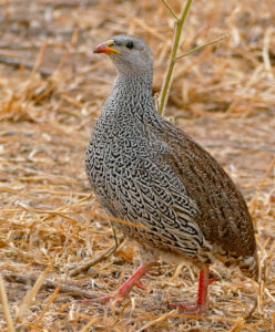 Natal Spurfowl