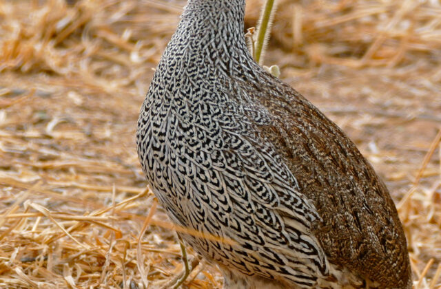 Natal Spurfowl