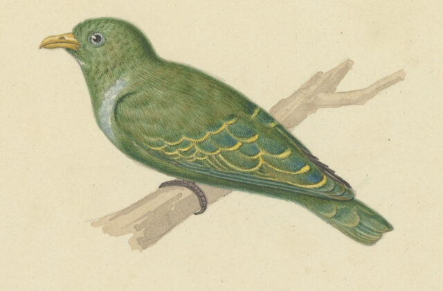 Dwarf Fruit Dove