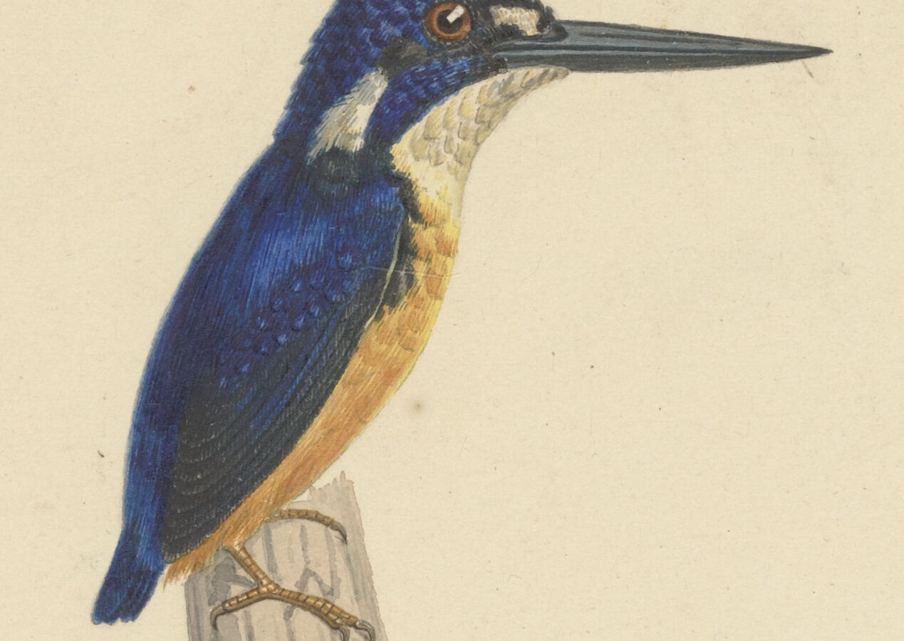 Papuan Dwarf Kingfisher
