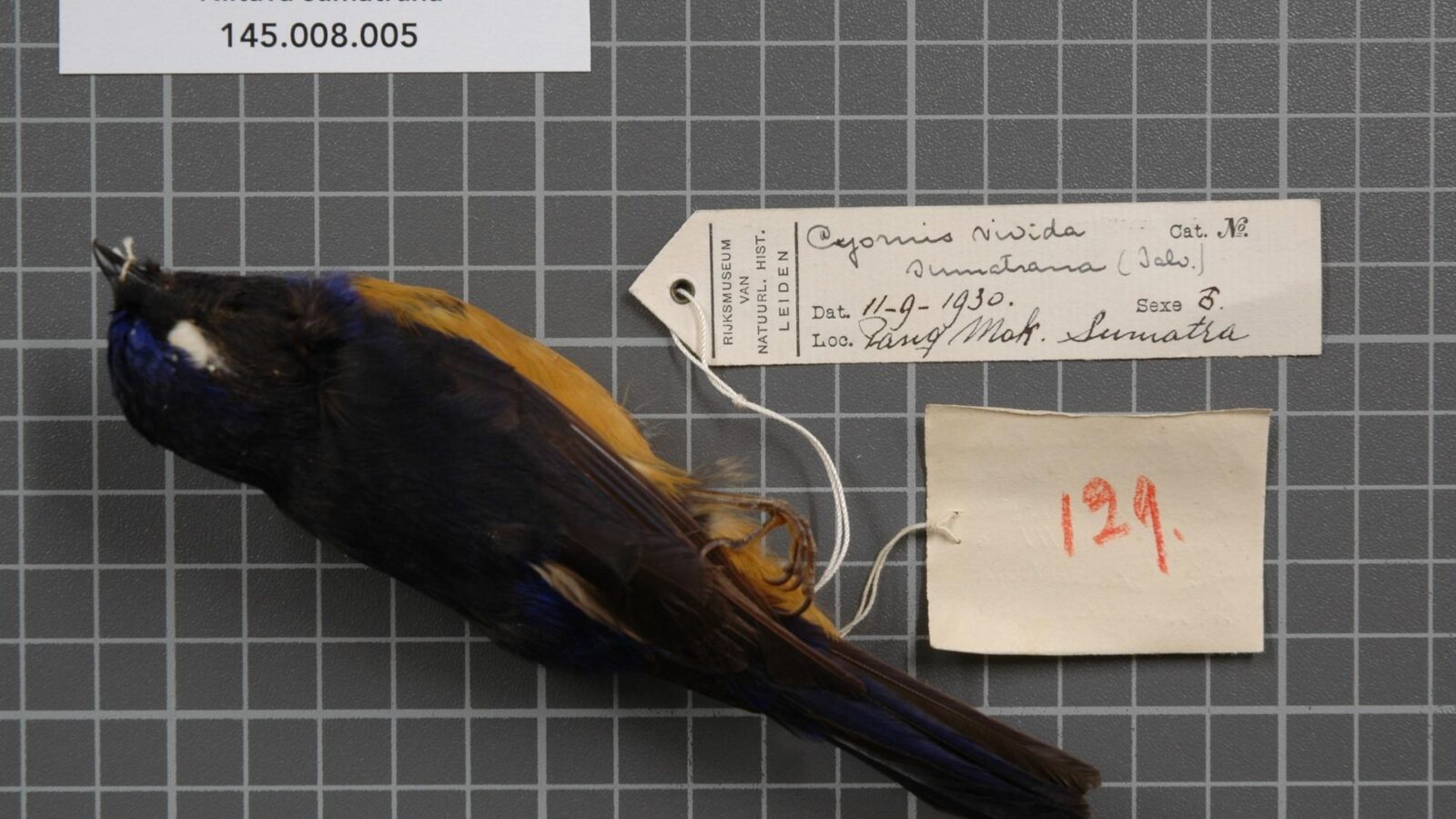 Rufous-vented Niltava