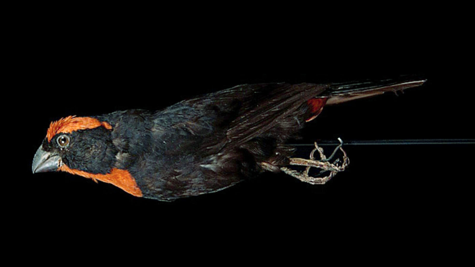 St. Kitts Bullfinch