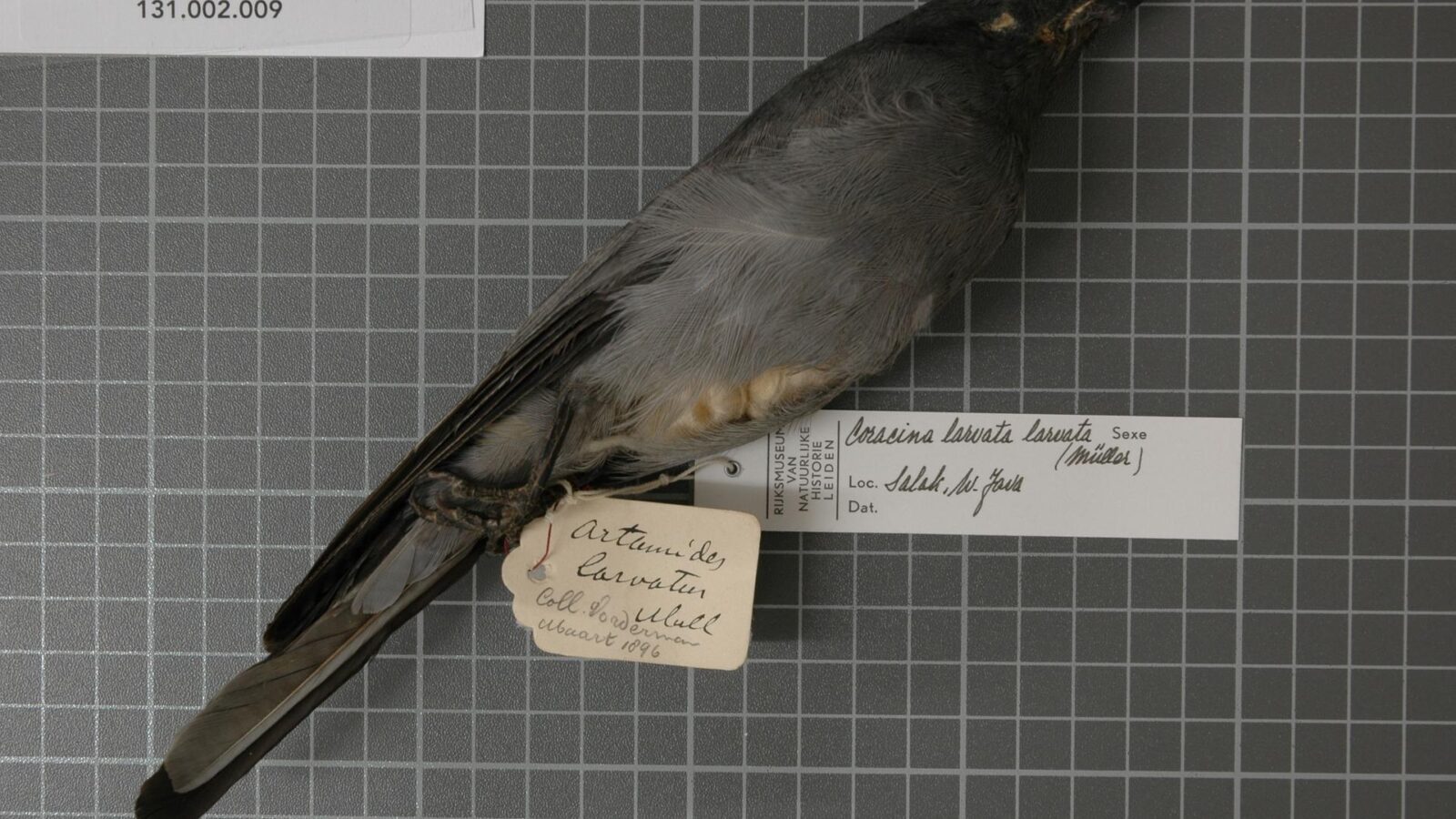 Sunda Cuckooshrike