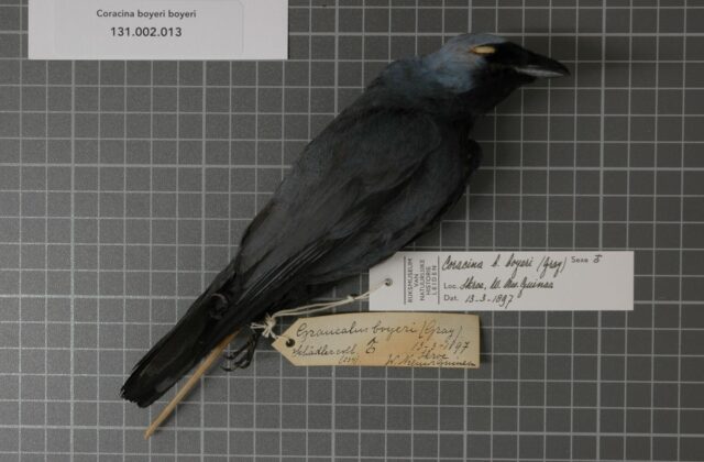 Boyer’s Cuckooshrike