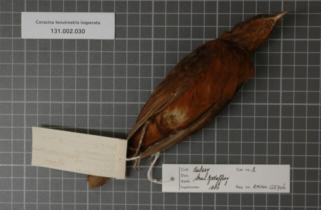 Pohnpei Cicadabird