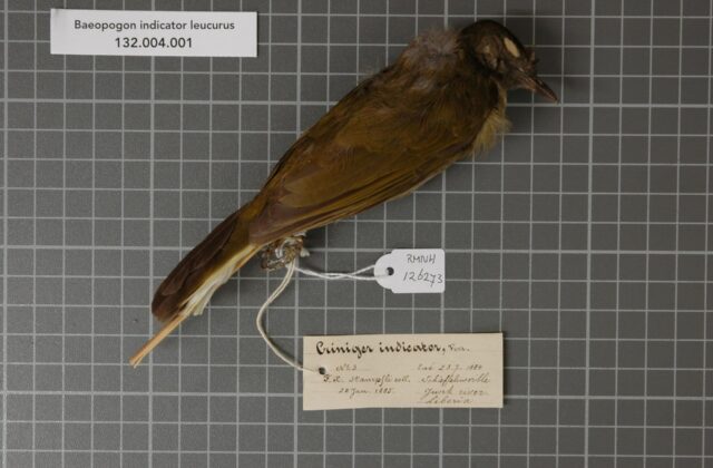 Honeyguide Greenbul