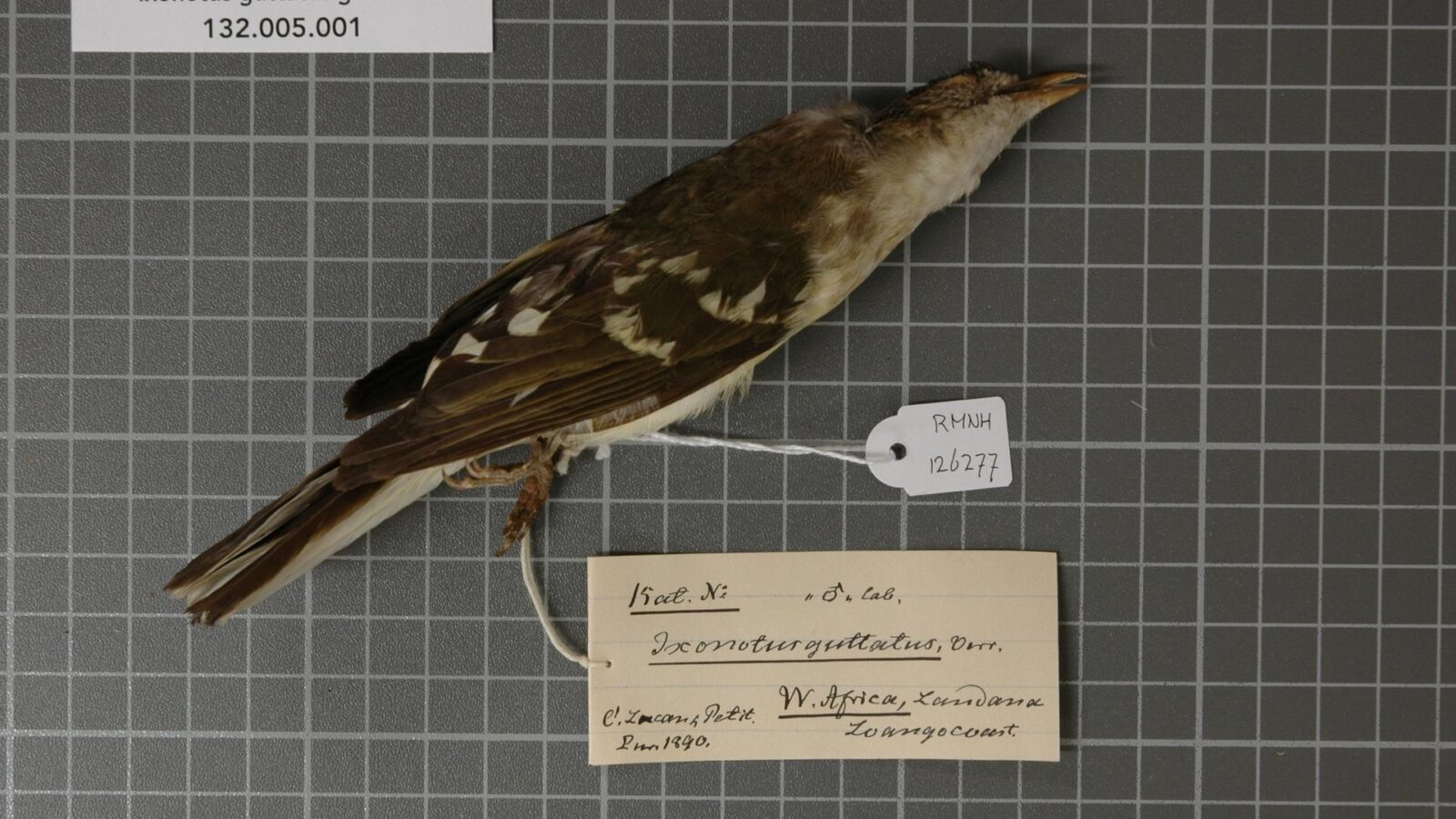 Spotted Greenbul
