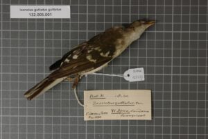 Spotted Greenbul