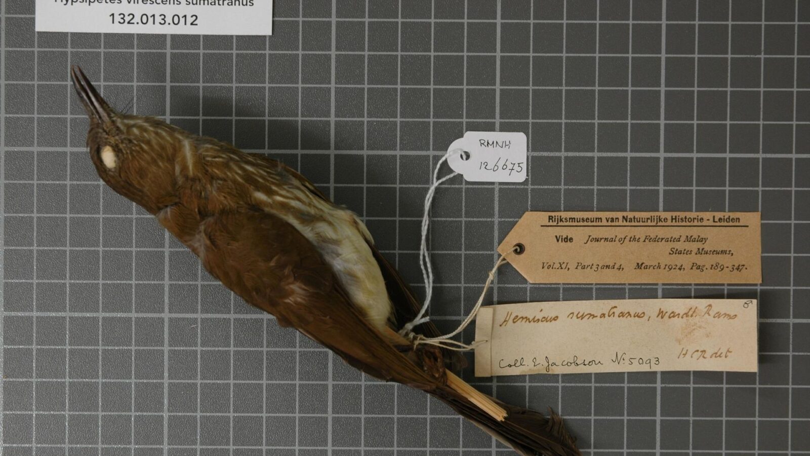 Sumatran Bulbul