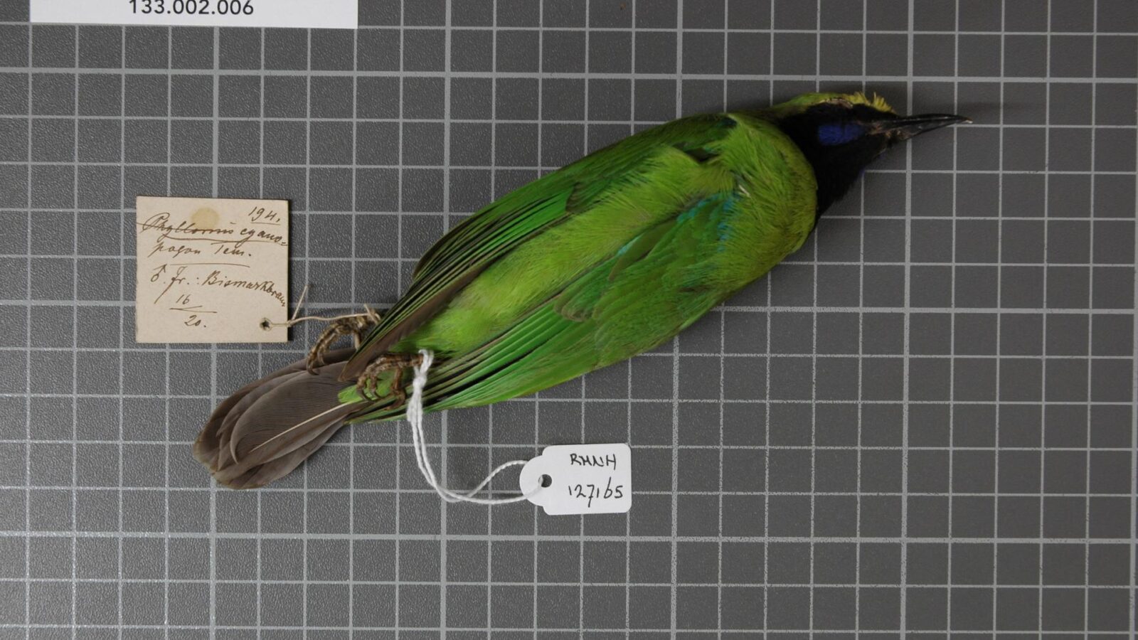 Sumatran Leafbird