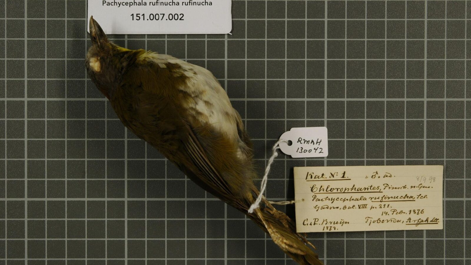 Rufous-naped Bellbird