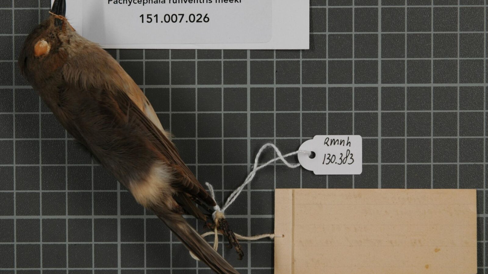 White-bellied Whistler
