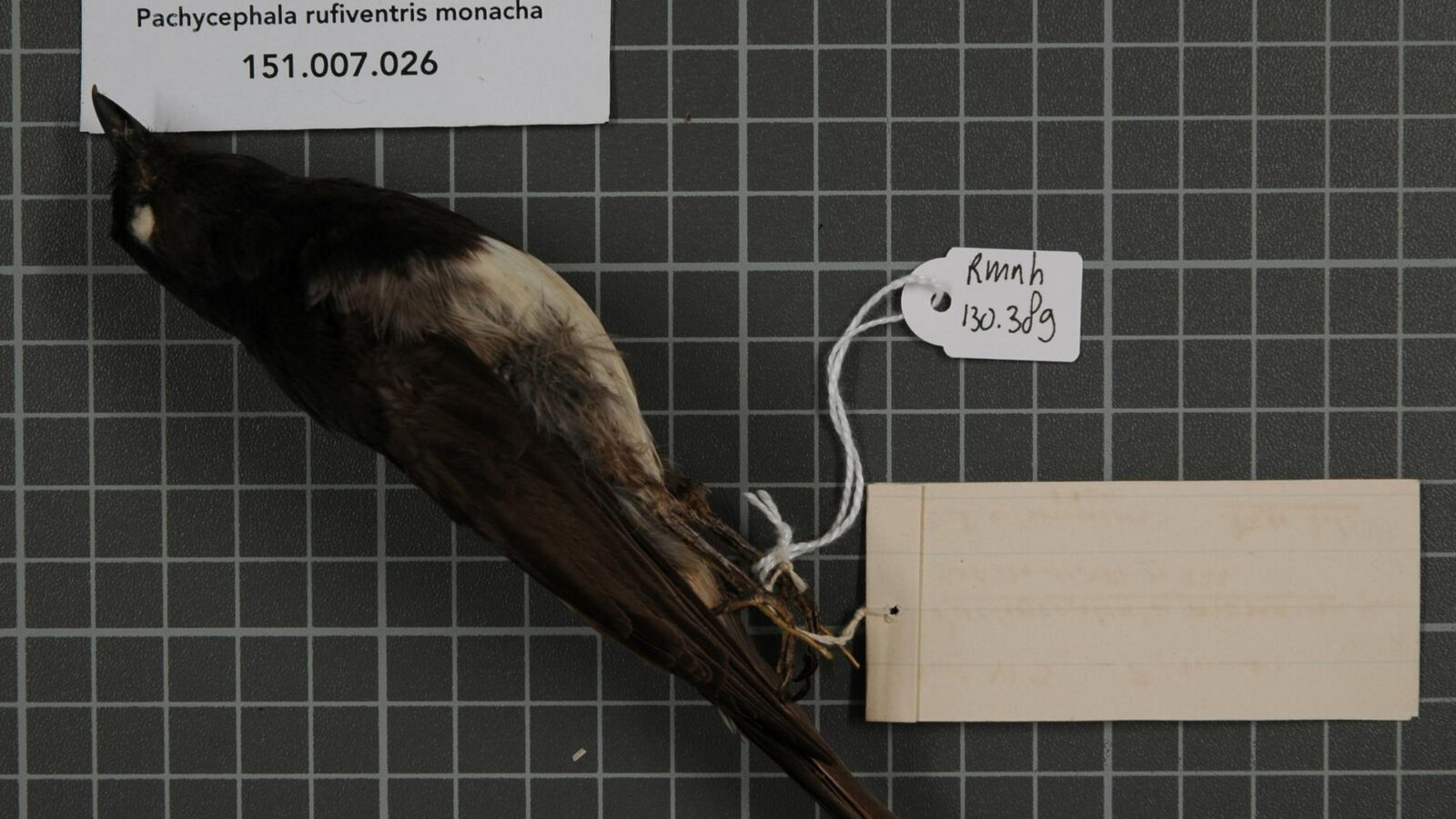 Black-headed Whistler
