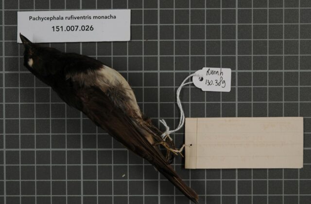 Black-headed Whistler