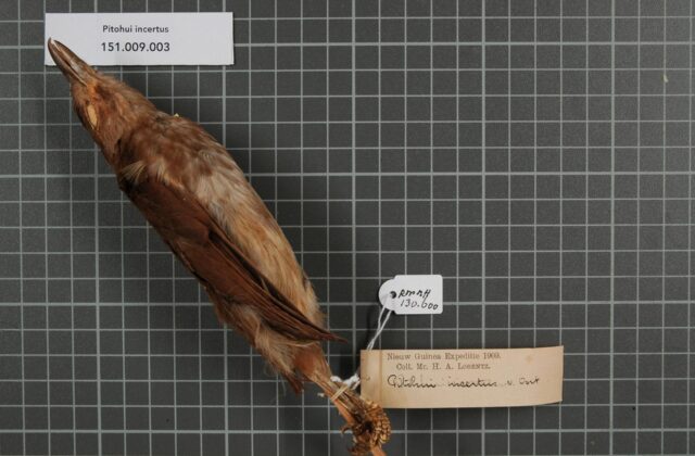 White-bellied Pitohui