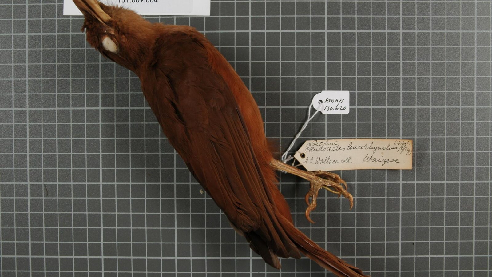 Rusty Pitohui