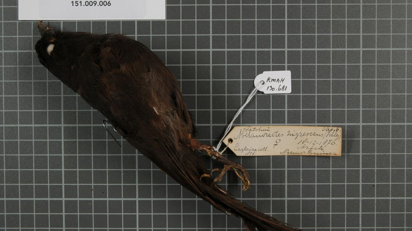 Black Pitohui