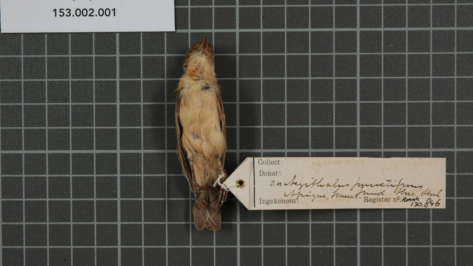 Sennar Penduline Tit