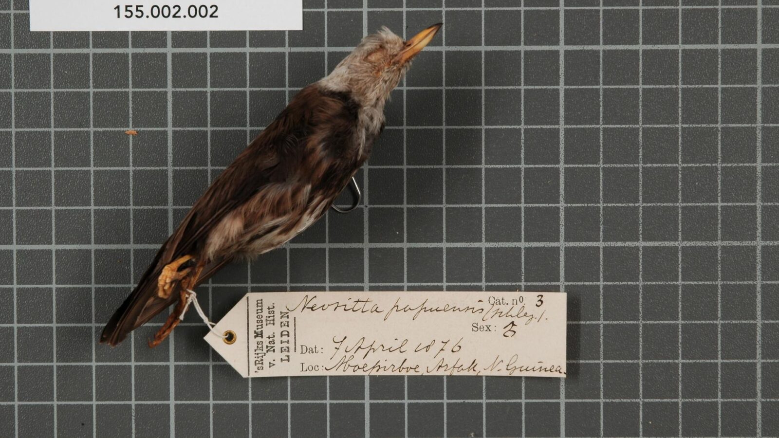 Papuan Sittella