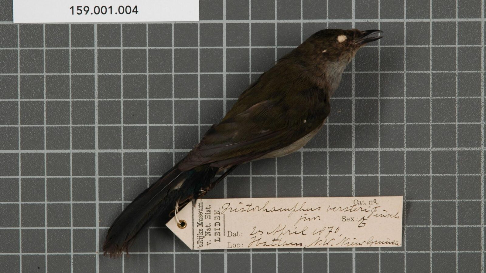Fan-tailed Berrypecker