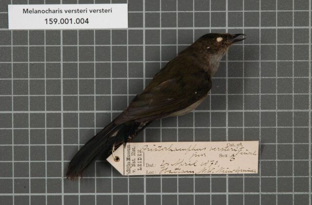Fan-tailed Berrypecker