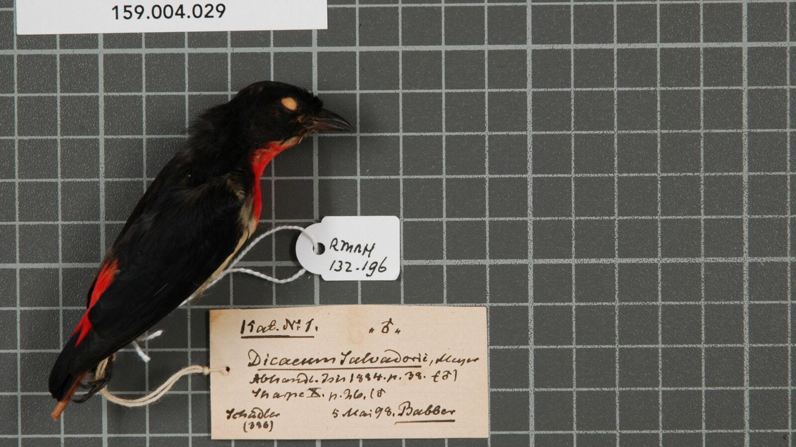 Red-chested Flowerpecker