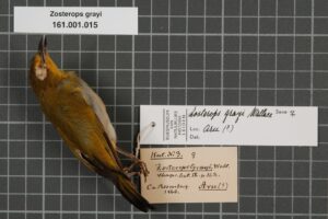 Kai Besar White-eye