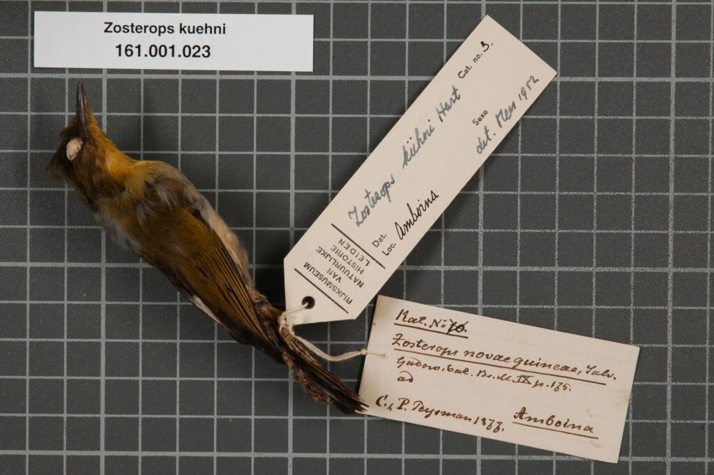 Ambon White-eye