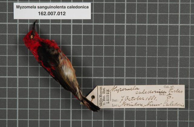 New Caledonian Myzomela