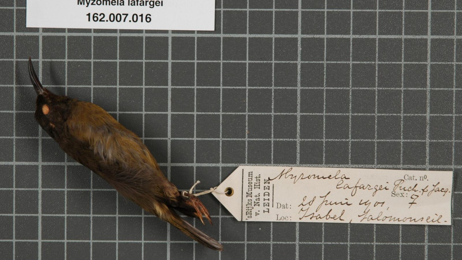 Red-capped Myzomela